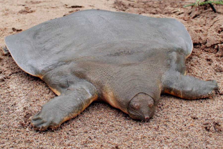 Asian Giant Softshell Turtle