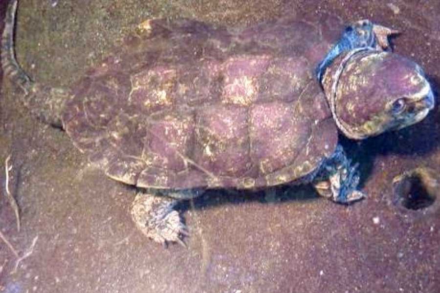 Big Headed Turtle