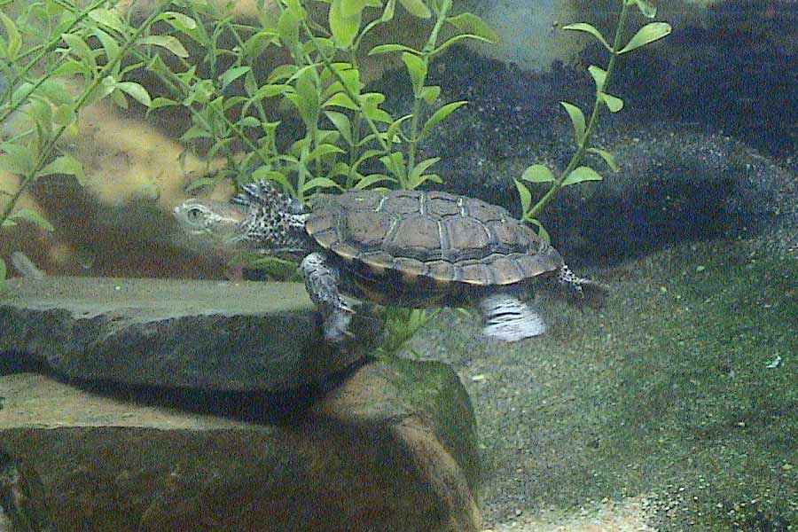 Western Swamp Turtle