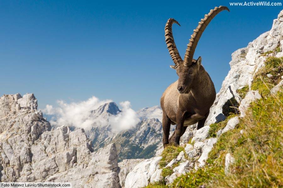 Alpine Ibex