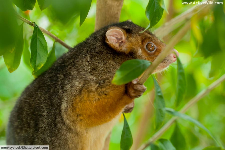 Common Ringtail Possum Marsupial