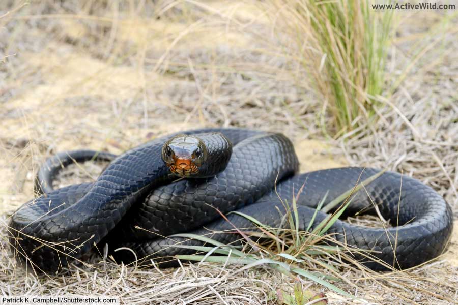 Eastern Indigo Snake