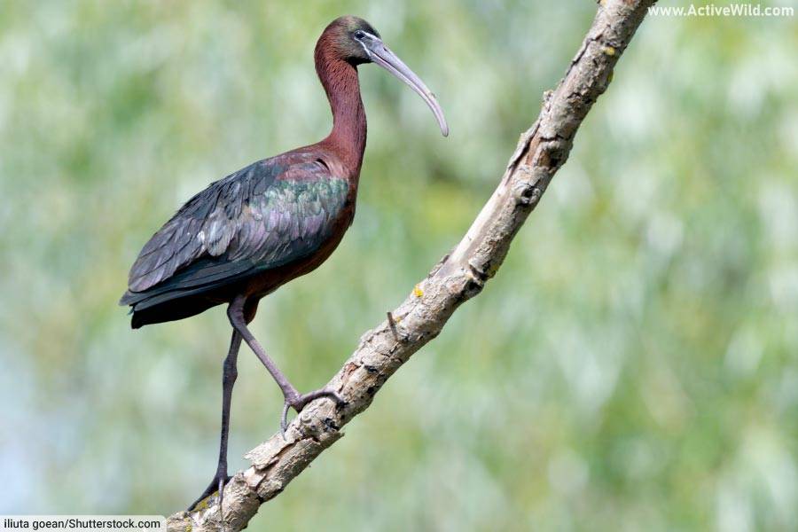 Glossy Ibis