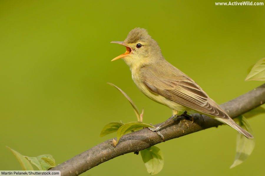 Icterine Warbler