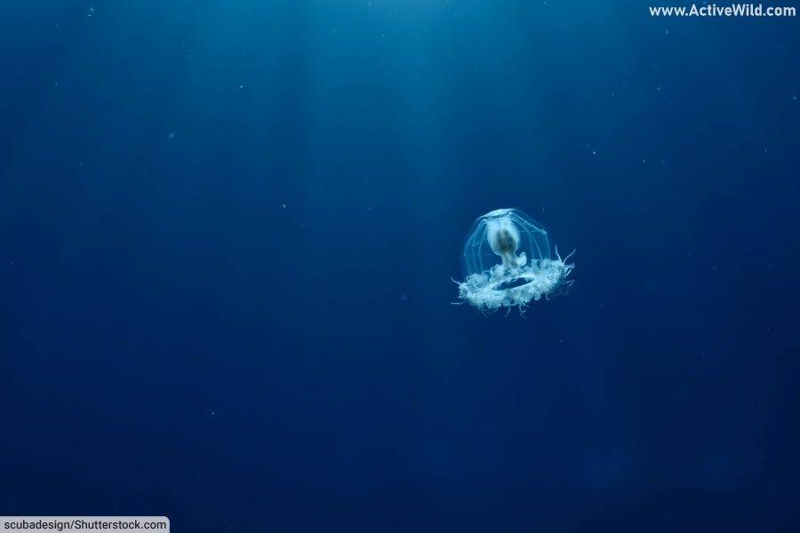 Immortal Jellyfish