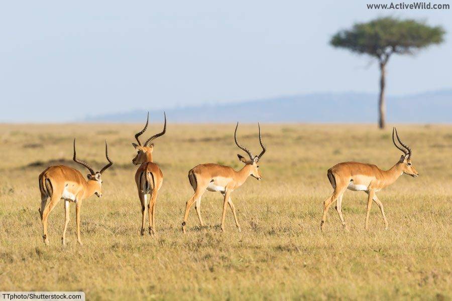 Impala antelope