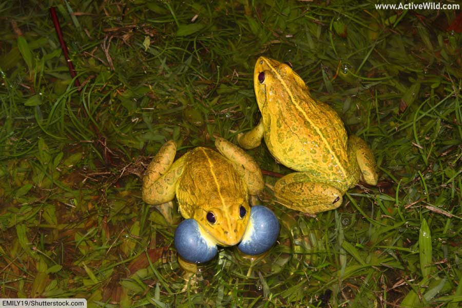 Indian Bullfrog