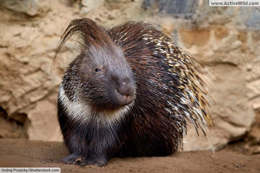 Indian Crested Porcupine