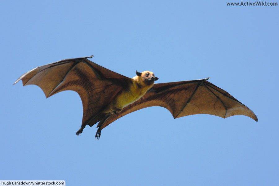 Indian Flying Fox