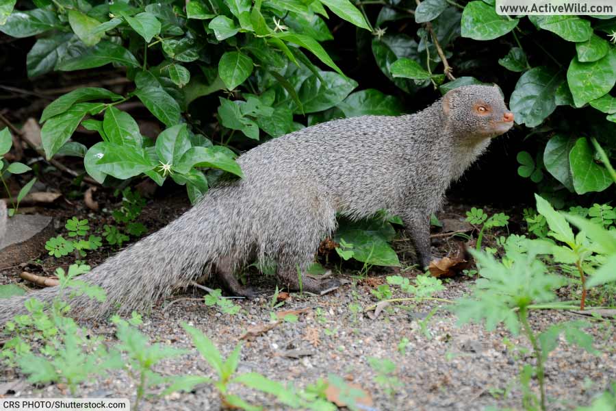 Indian Grey Mongoose