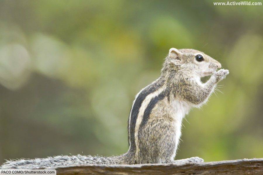 Indian Palm Squirrel