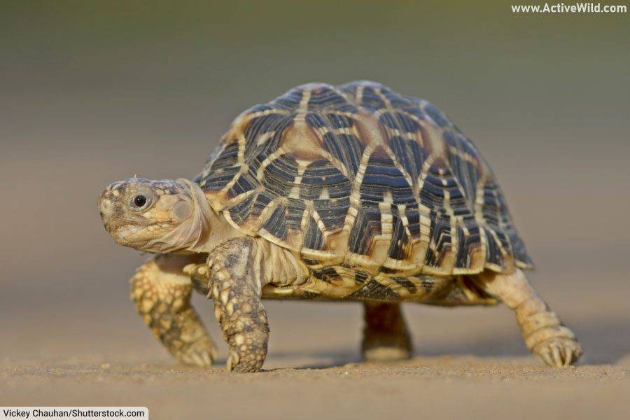 Indian Star Tortoise