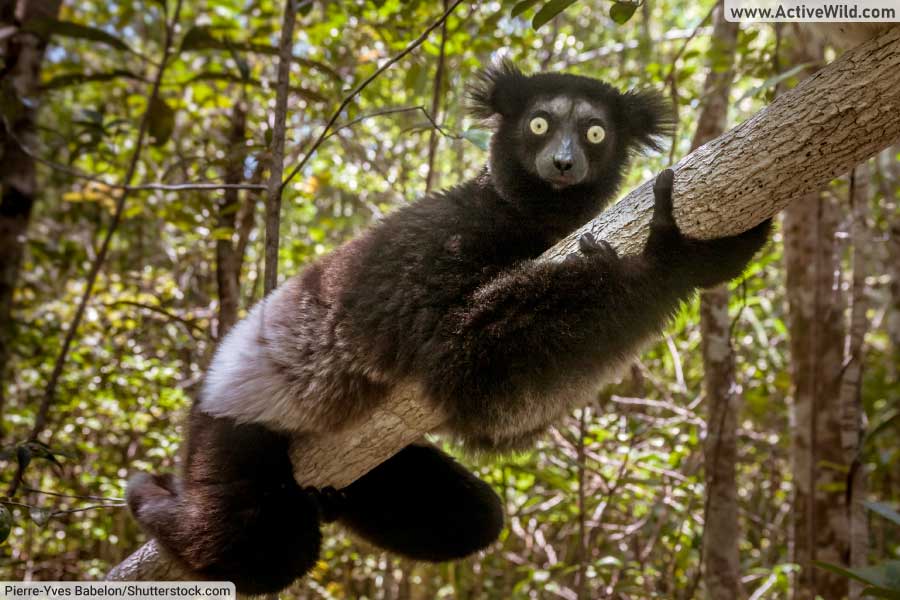 Indri Lemur