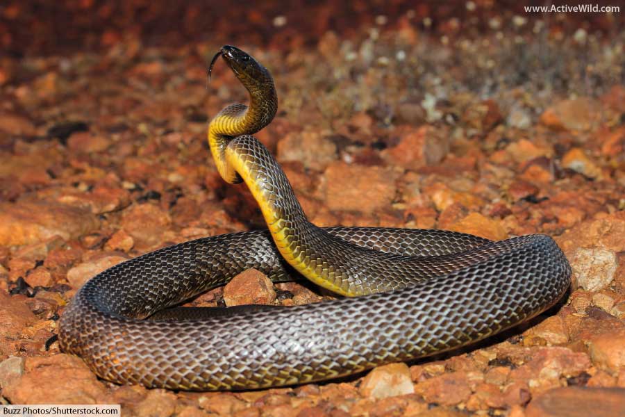 Inland Taipan