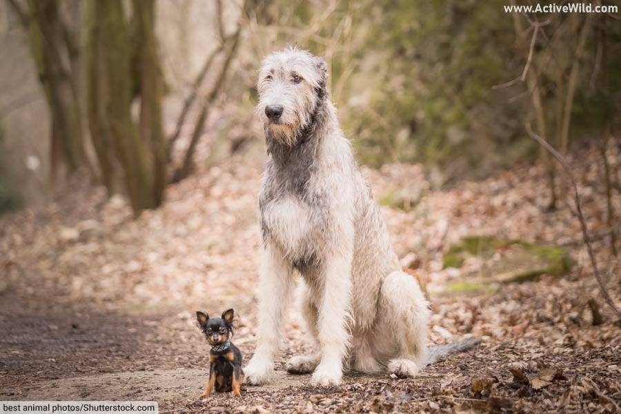Irish Wolfhound and Prague Ratter