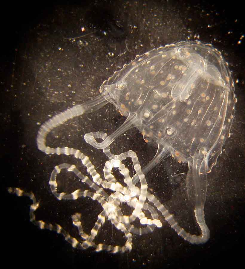 Irukandji Jellyfish