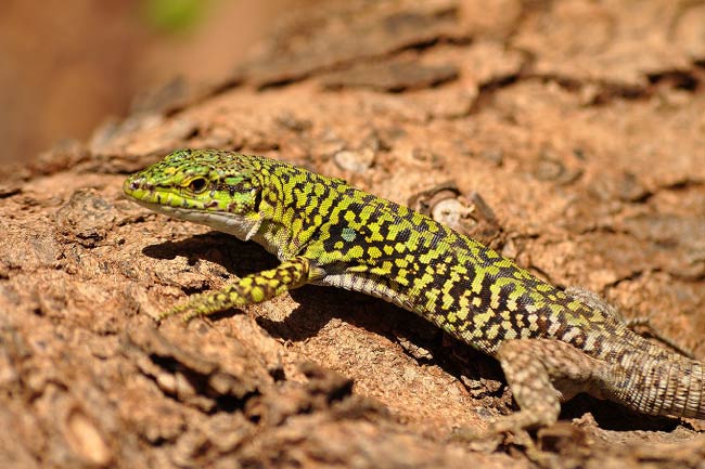 Italian Wall Lizard