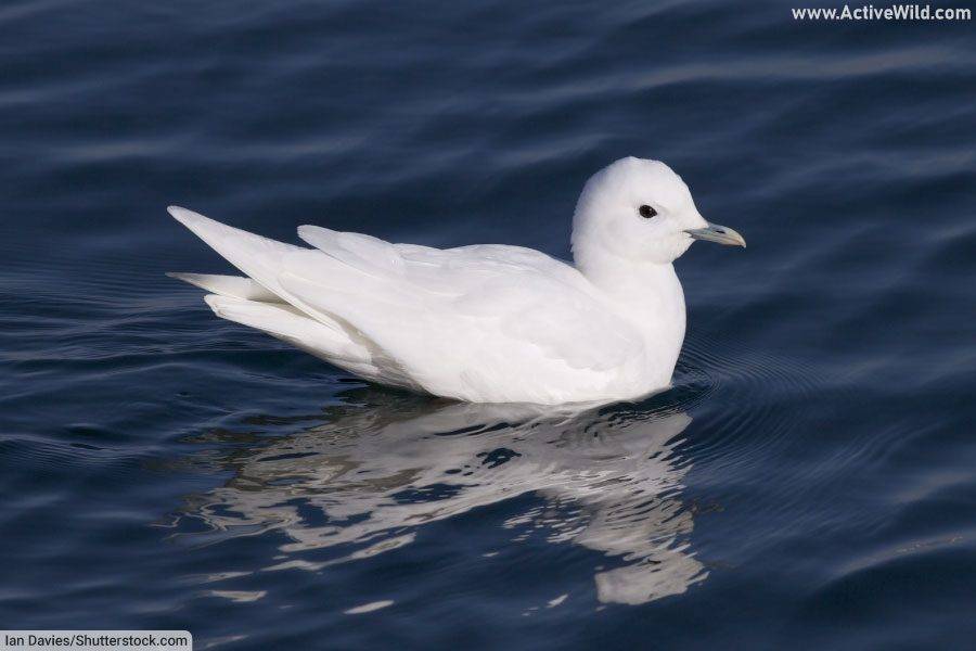 Ivory Gull