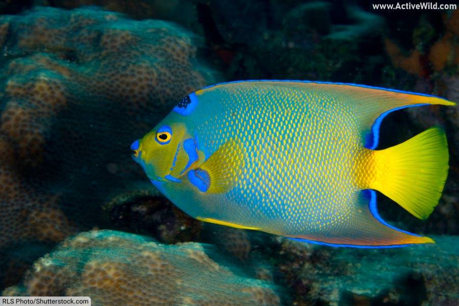 Queen Angelfish