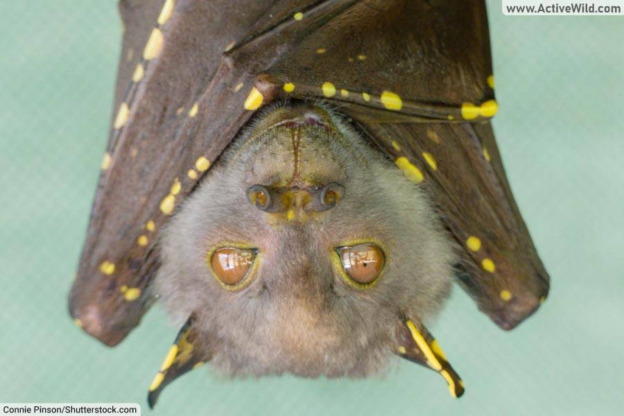 Queensland Tube-Nosed Fruit Bat