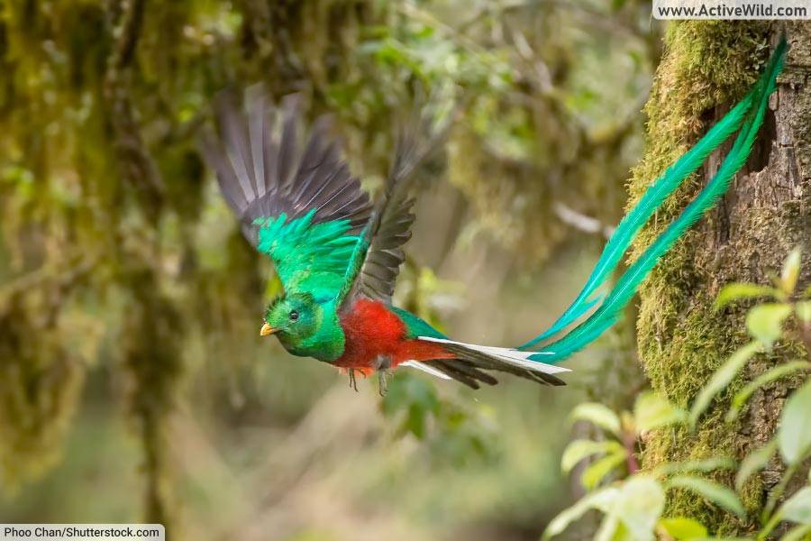 resplendent quetzal