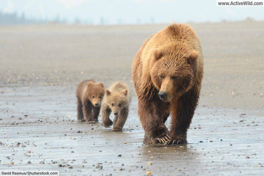 Female Brown Bear With Cubs