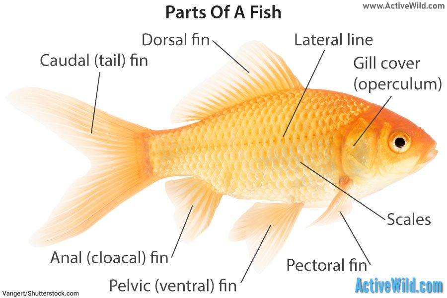 Parts of a fish