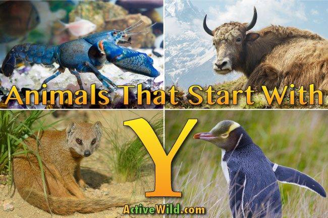 animals that start with y