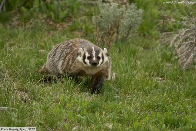 American Badger in grassland