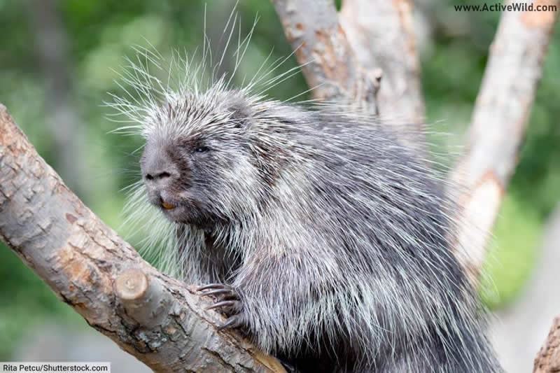 Forest Animals Pictures & Interesting Facts On Animals That Live In