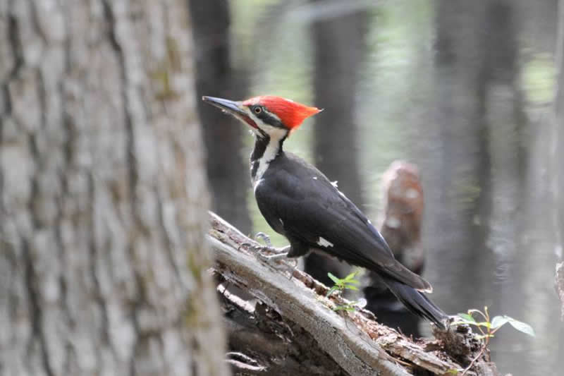 Forest Animals Pictures & Interesting Facts On Animals That Live In