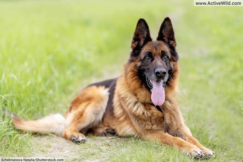 German Shepherd Dog Alsatian