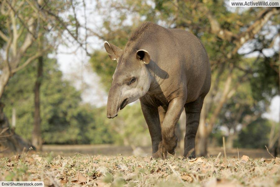 Brazilian Tapir