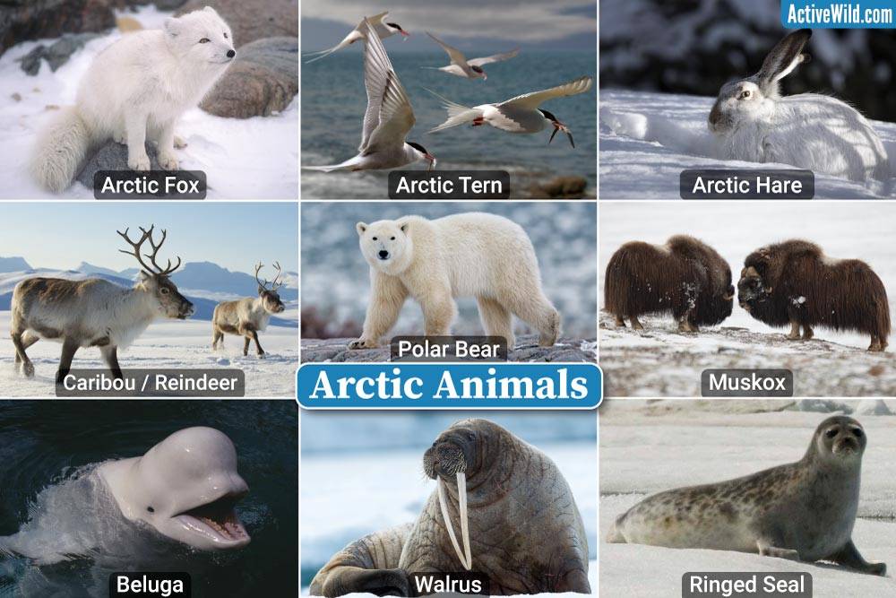 Animals Around The World – Discover Species From Every Continent ...