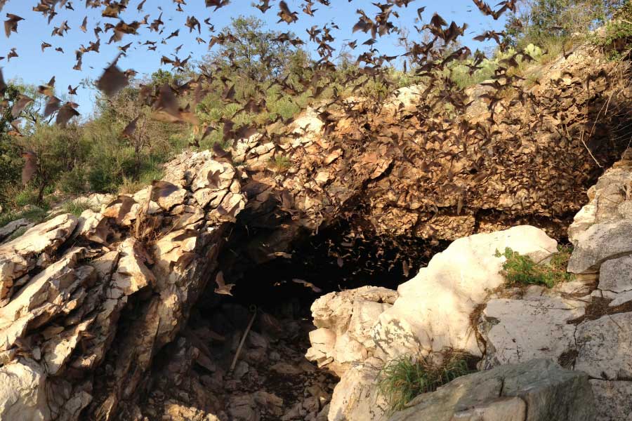 Bat Cave In Texas
