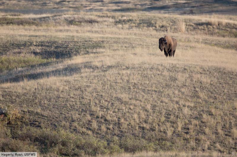 Bison in Grassland