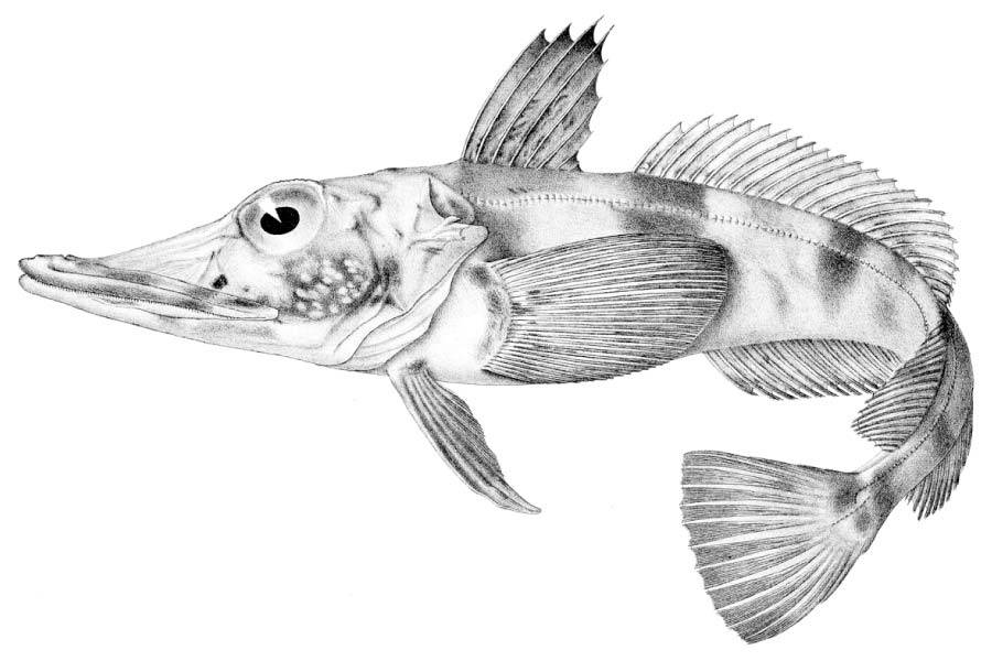 Icefish Chaenocephalus aceratus