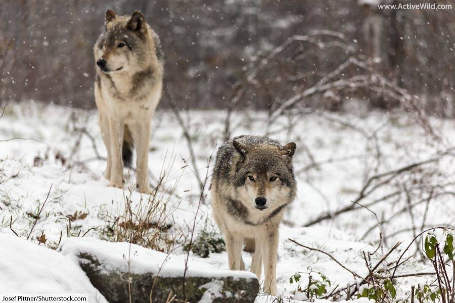 Wolves-in-the-Taiga