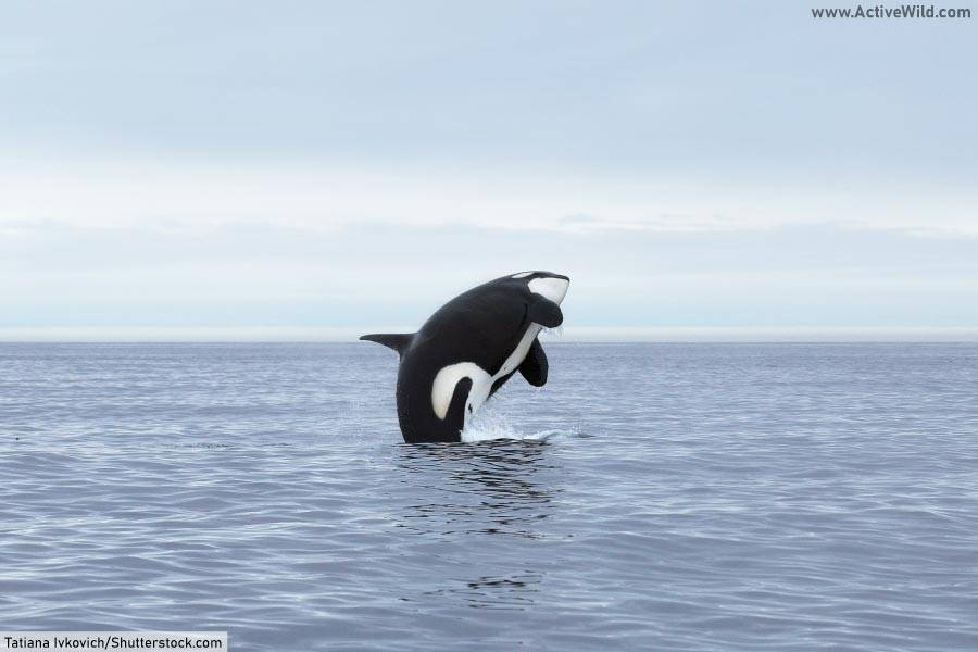 marine biome apex predator orca killer whale