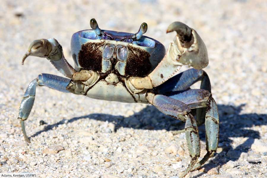 Blue Land Crab