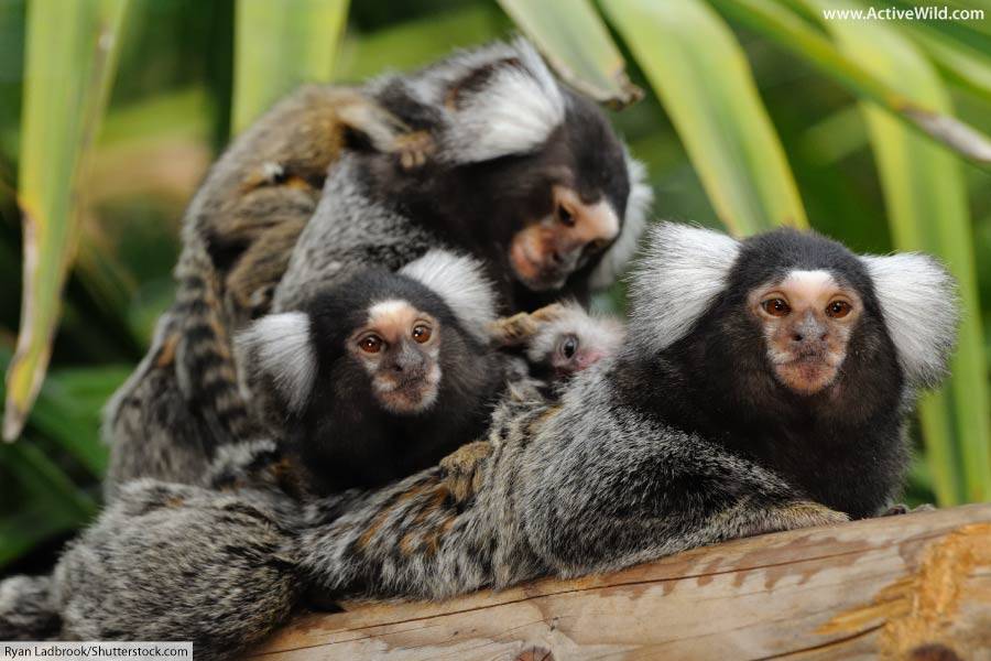 Common Marmoset