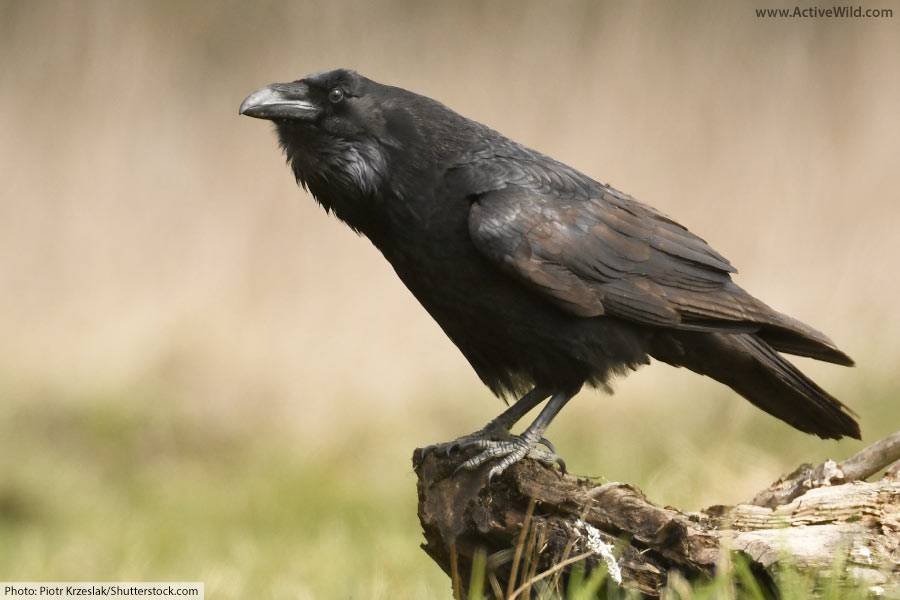 Common Raven Close Up