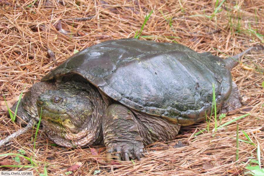 Common Snapping Turtle