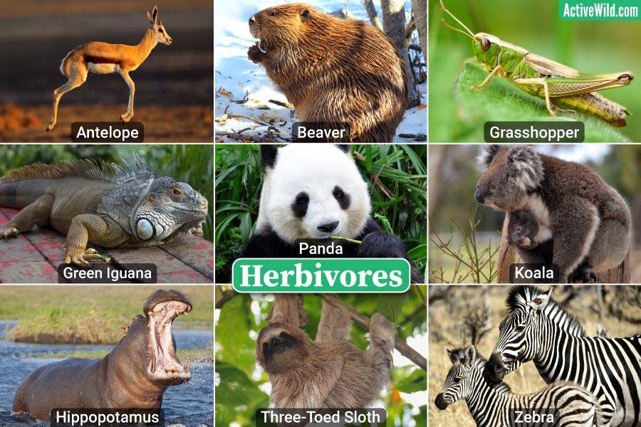 Examples of Herbivores