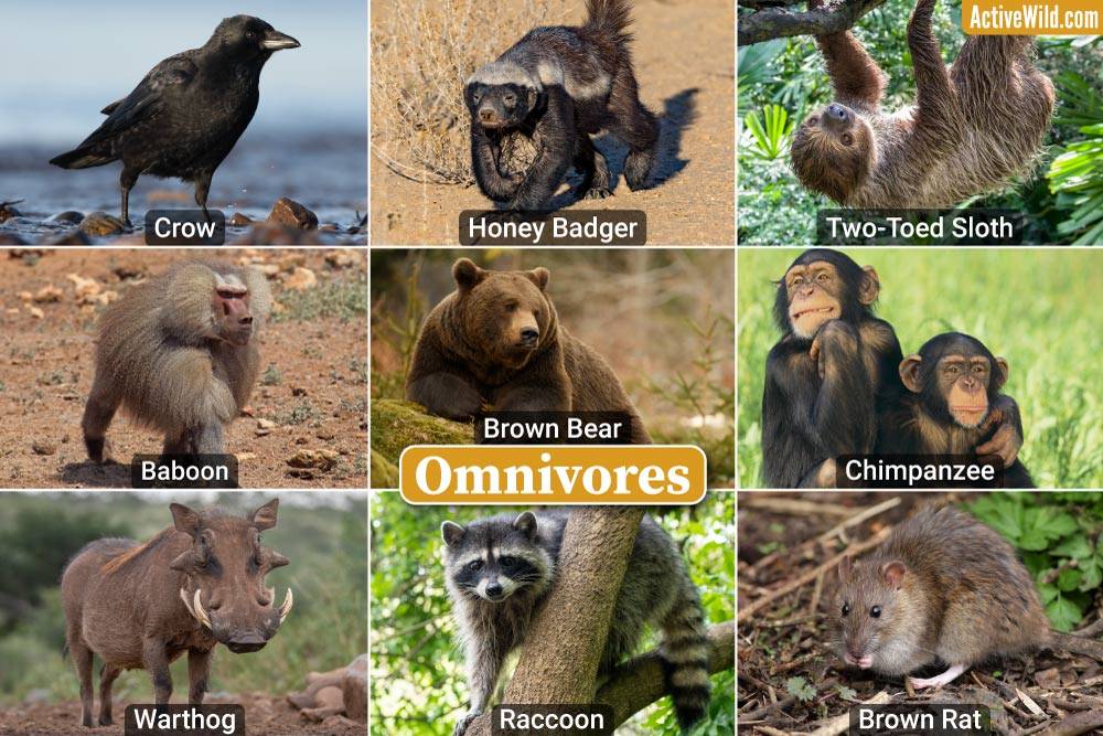 Examples Of Omnivores