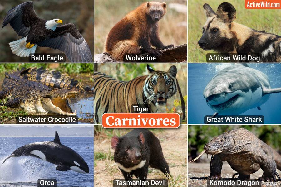 Examples Of Carnivores