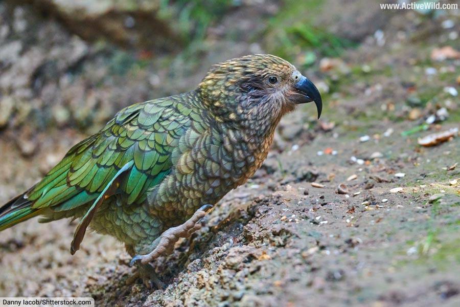 Kea New Zealand Parrot