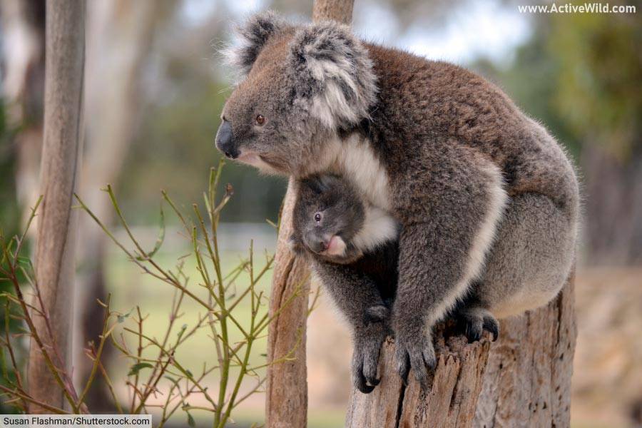 Koala with baby in pouch