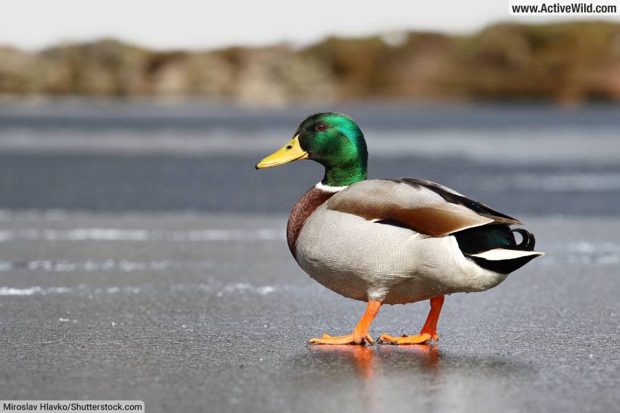 Mallard Male Duck