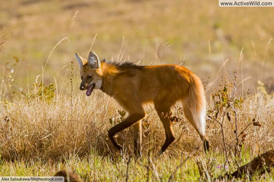 Maned Wolf